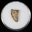 Raptor (Acheroraptor) Tooth - Montana #12670-1